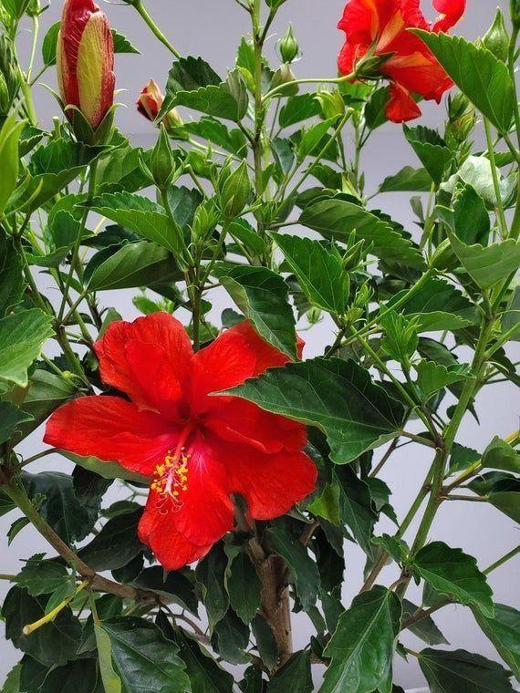 Hibiscus Standard Red - View 2 from www redcrocus com