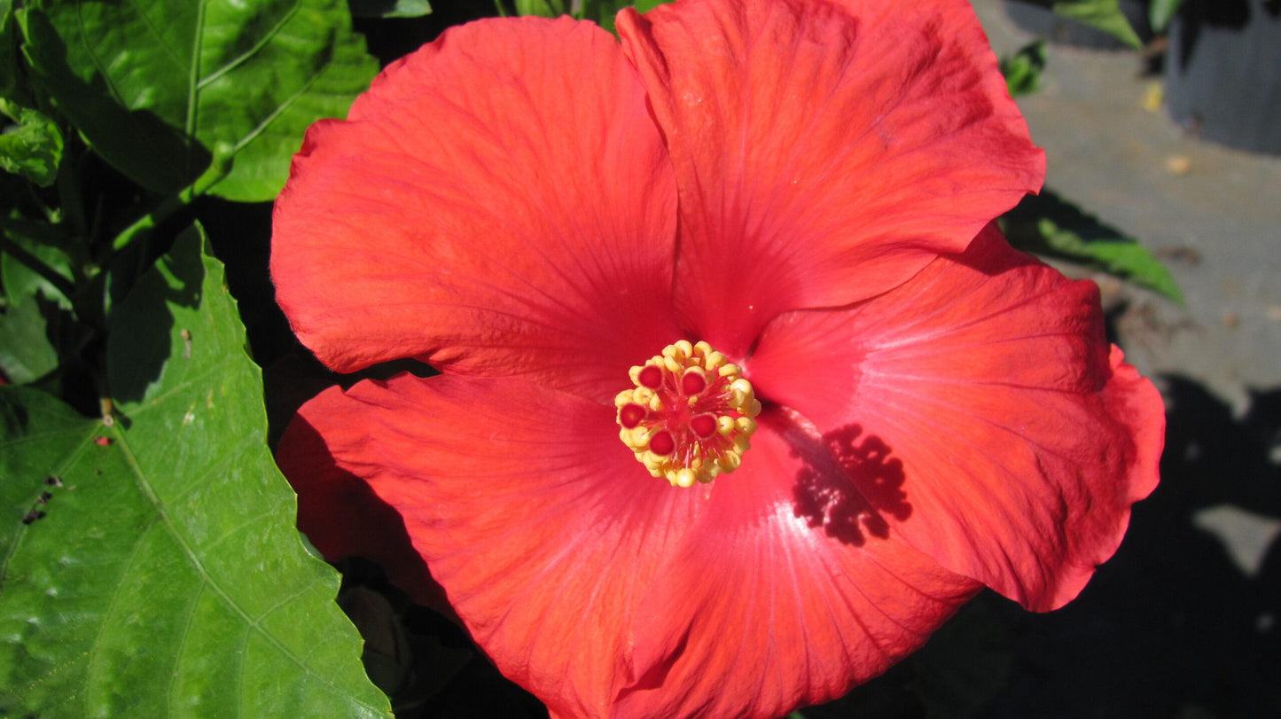 Hibiscus Standard Red - View 3 from www redcrocus com