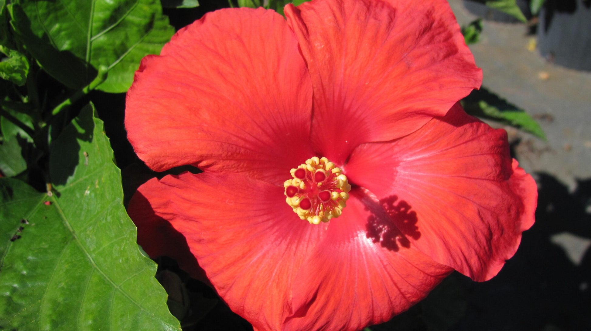Hibiscus Standard Red - View 3 from www redcrocus com