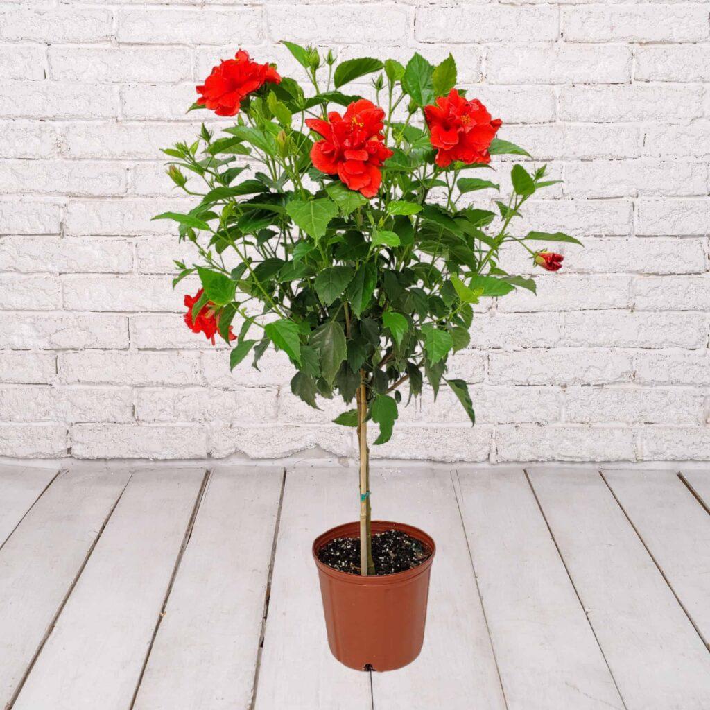 Hibiscus Standard Red - View 4 from www redcrocus com