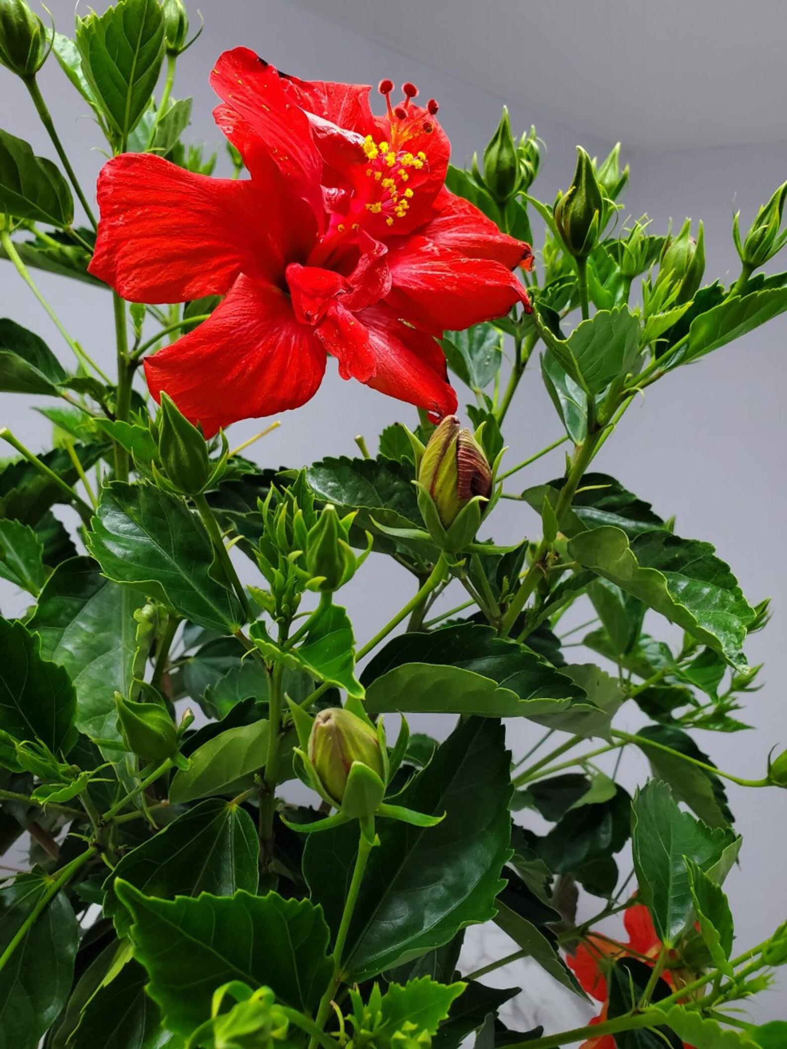 Hibiscus Standard Red - View 5 from www redcrocus com