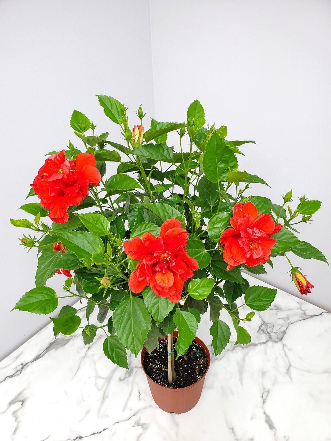 Hibiscus Standard Red - View 6 from www redcrocus com