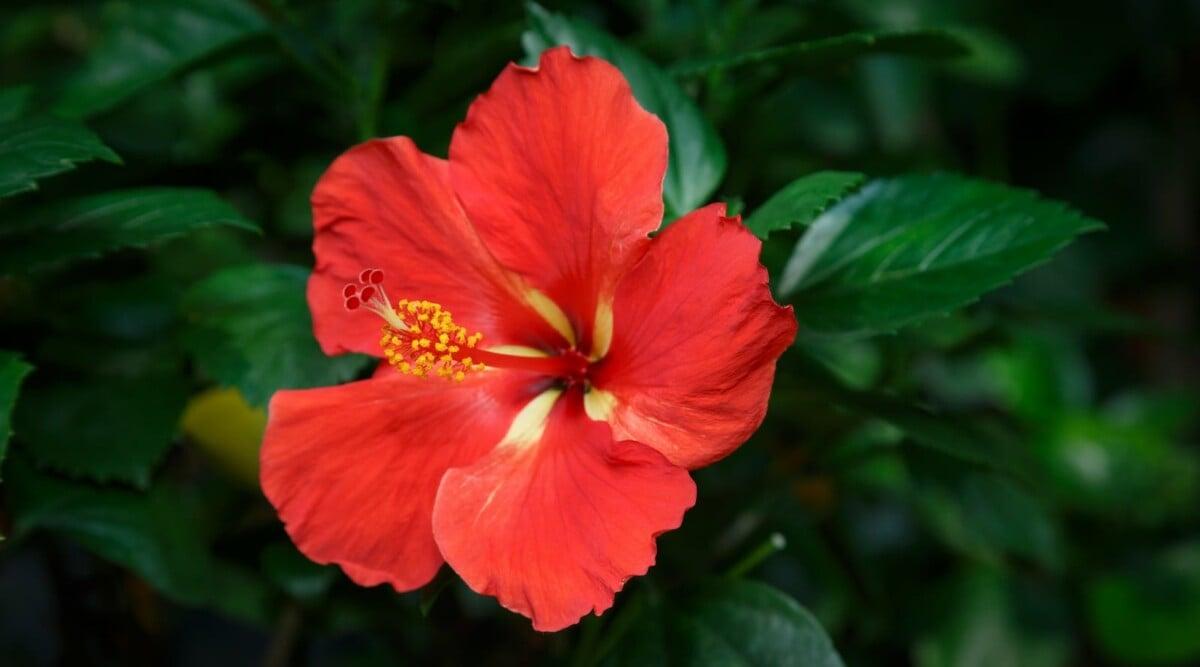 Hibiscus Standard Red - View 7 from www redcrocus com
