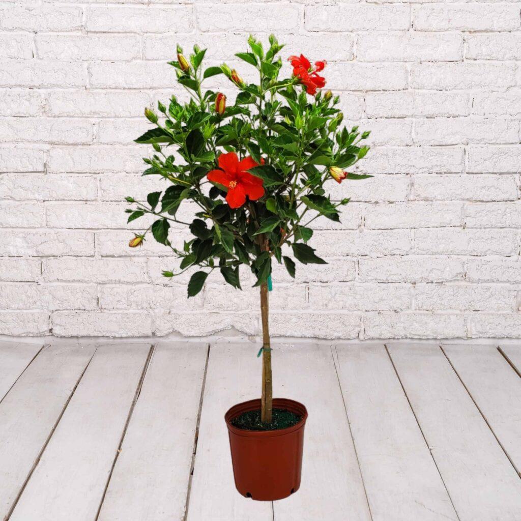 Hibiscus Standard Red - View 9 from www redcrocus com