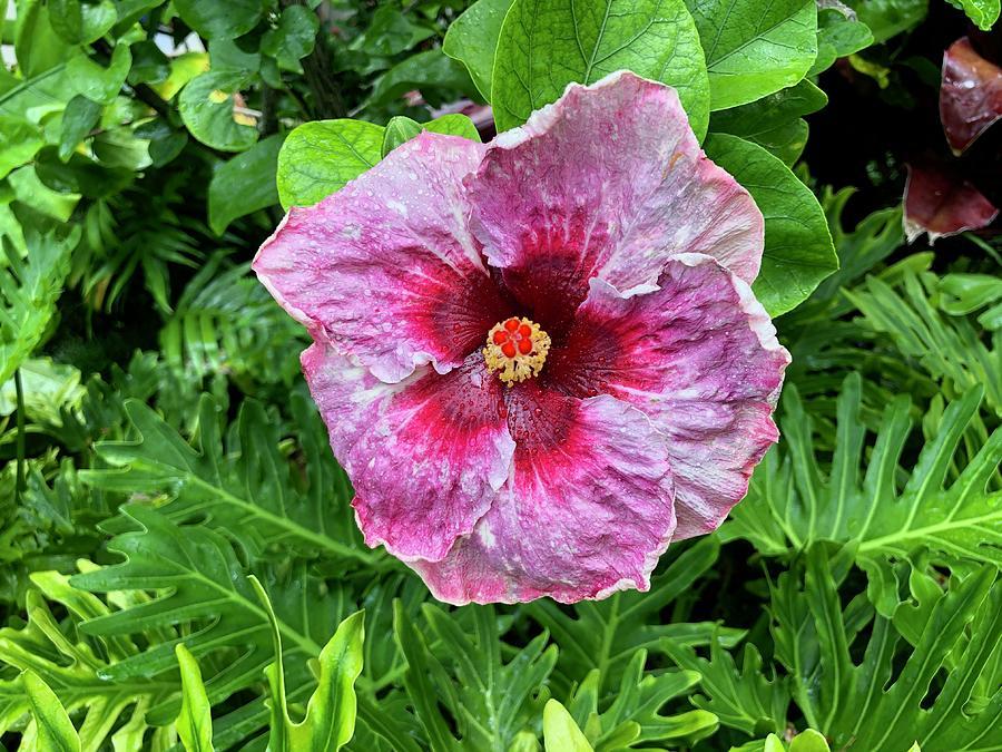 Hibiscus Standard Pink - View 13 from www redcrocus com