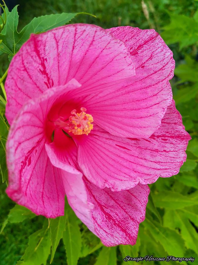 Hibiscus Standard Pink - View 14 from www redcrocus com