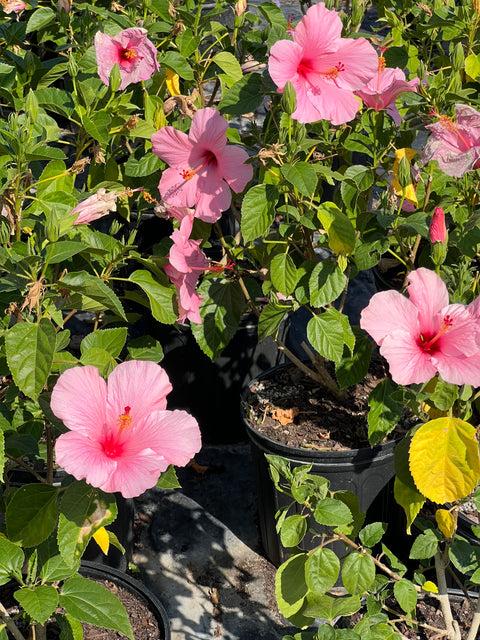 Hibiscus Standard Pink - View 1 from www redcrocus com