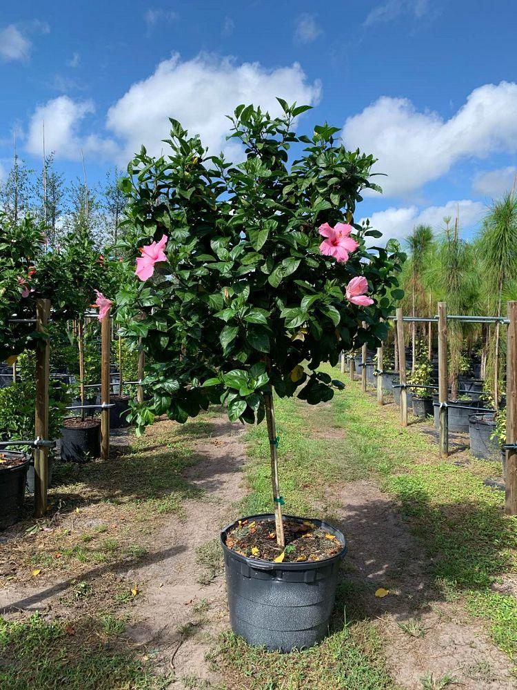 Hibiscus Standard Pink - View 3 from www redcrocus com
