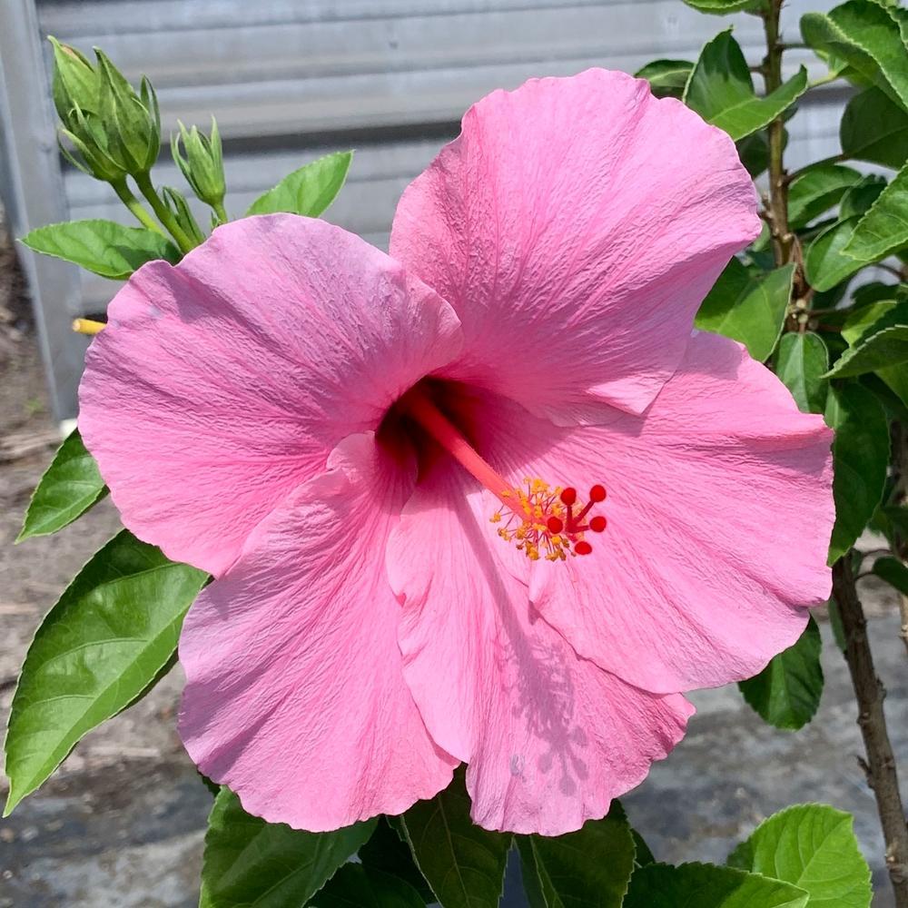Hibiscus Standard Pink - View 5 from www redcrocus com