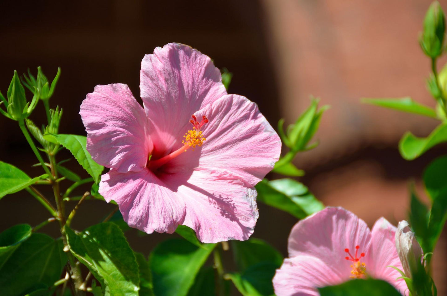 Hibiscus Standard Pink - View 6 from www redcrocus com