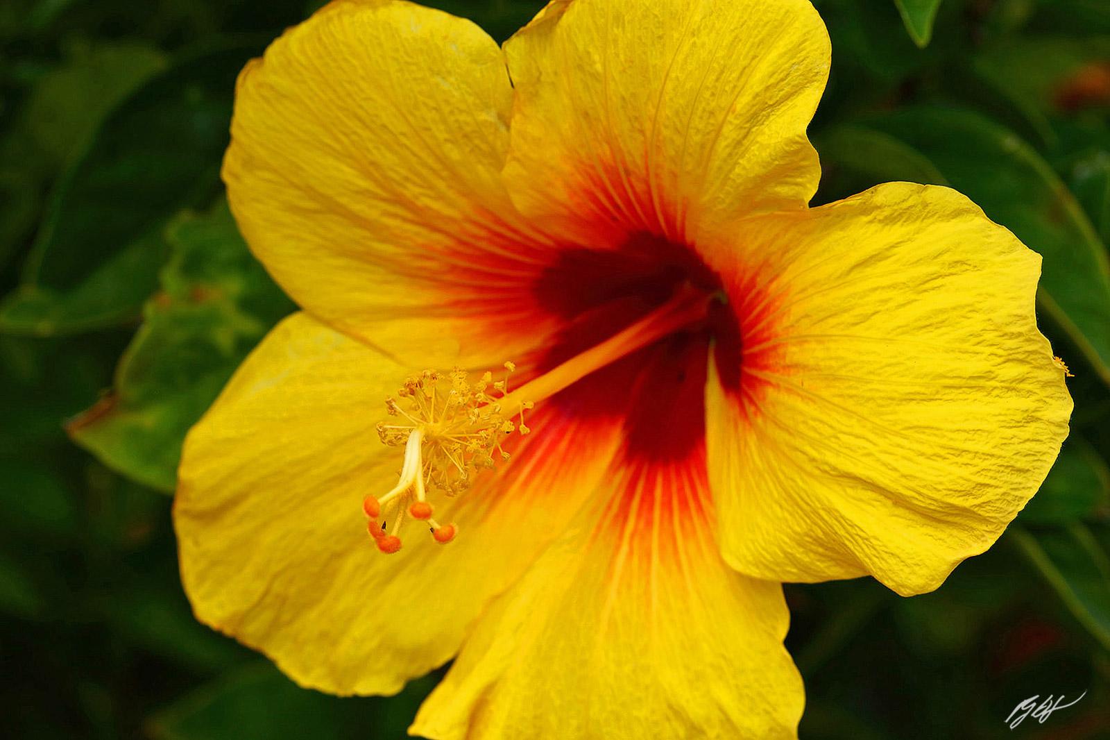 Hibiscus Yellow Standard - View 10 from www redcrocus com