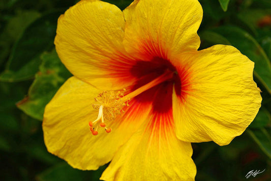 Hibiscus Yellow Standard - View 10 from www redcrocus com