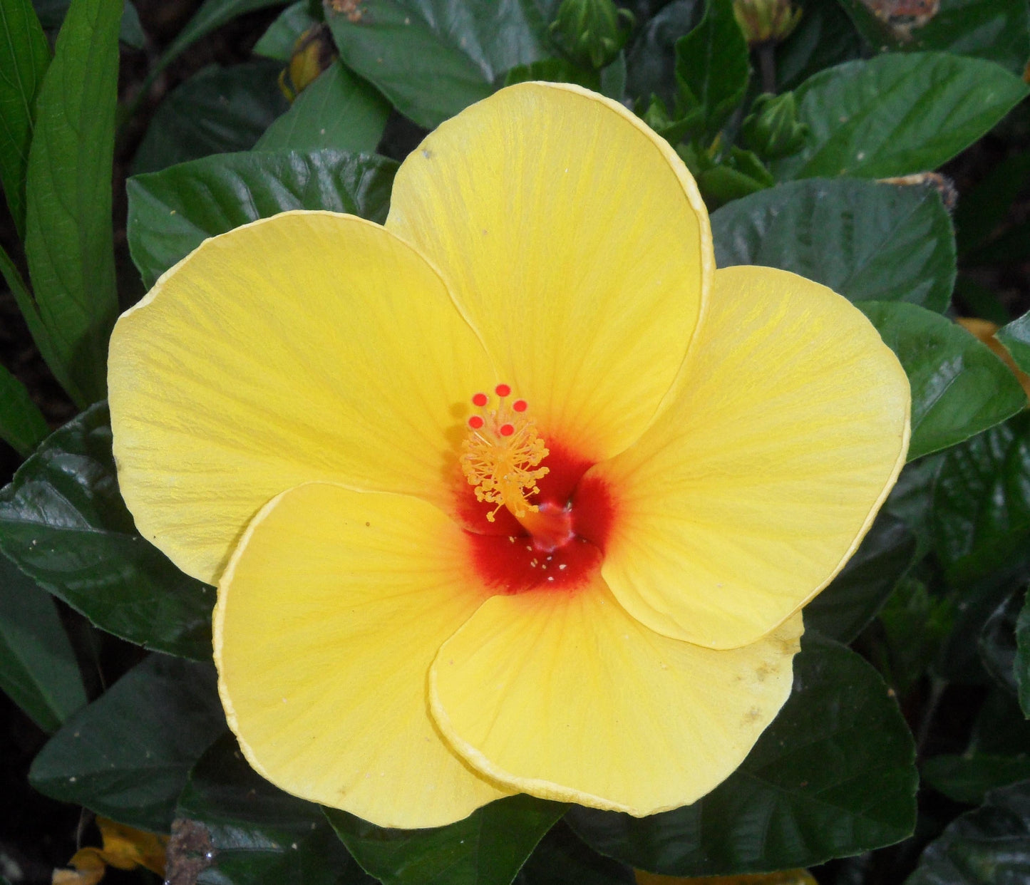 Hibiscus Yellow Standard - View 11 from www redcrocus com