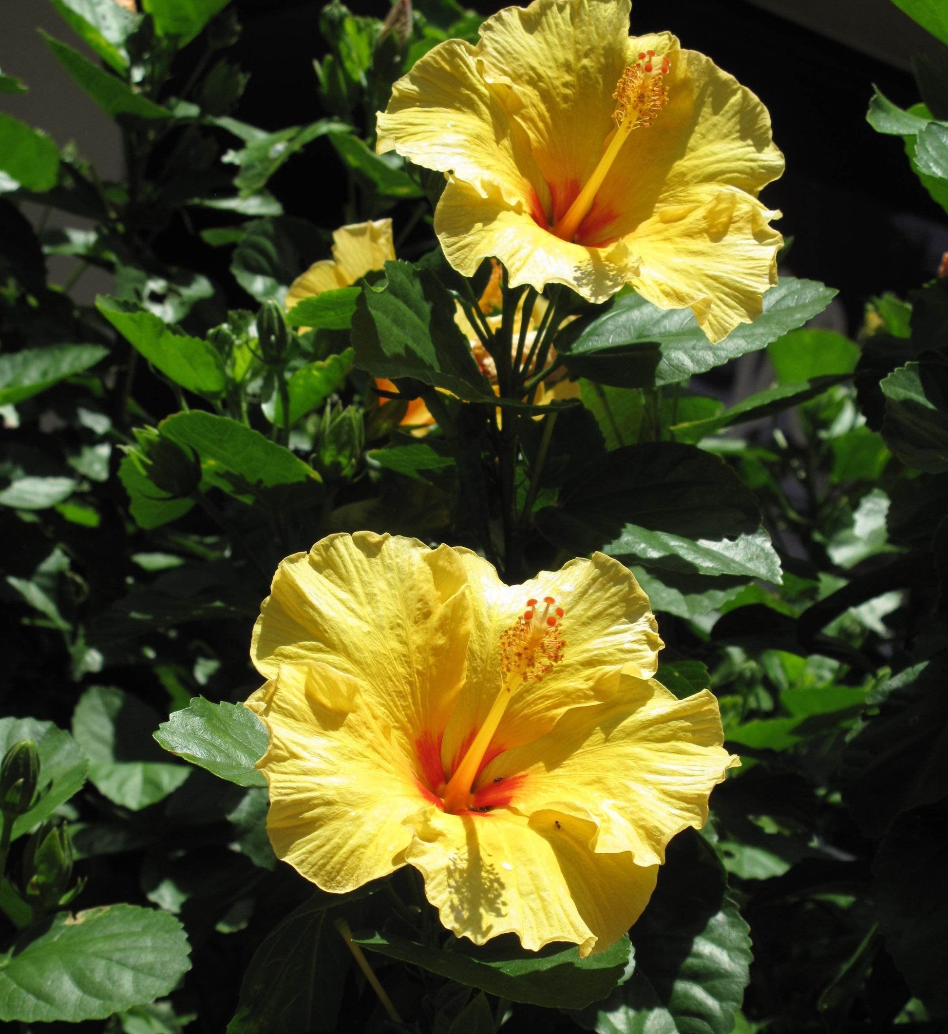 Hibiscus Yellow Standard - View 12 from www redcrocus com