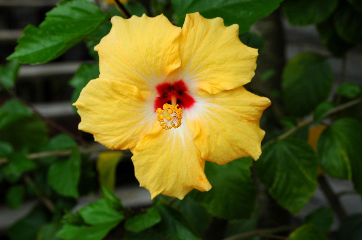 Hibiscus Yellow Standard - View 13 from www redcrocus com