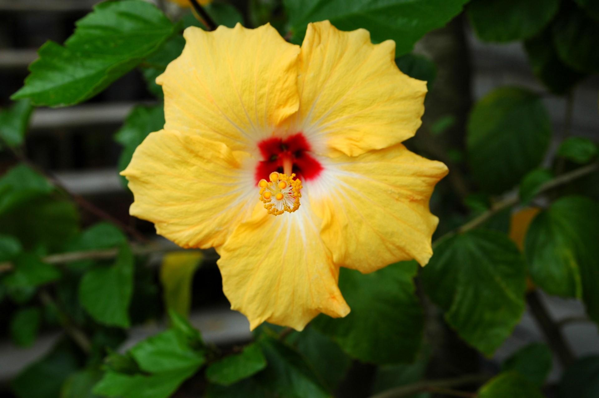 Hibiscus Yellow Standard - View 13 from www redcrocus com