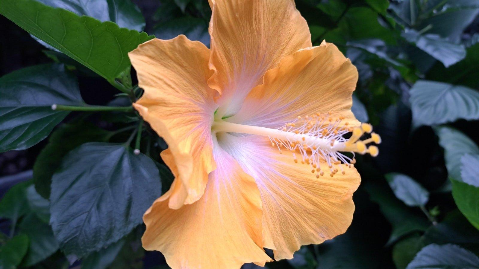 Hibiscus Yellow Standard - View 14 from www redcrocus com