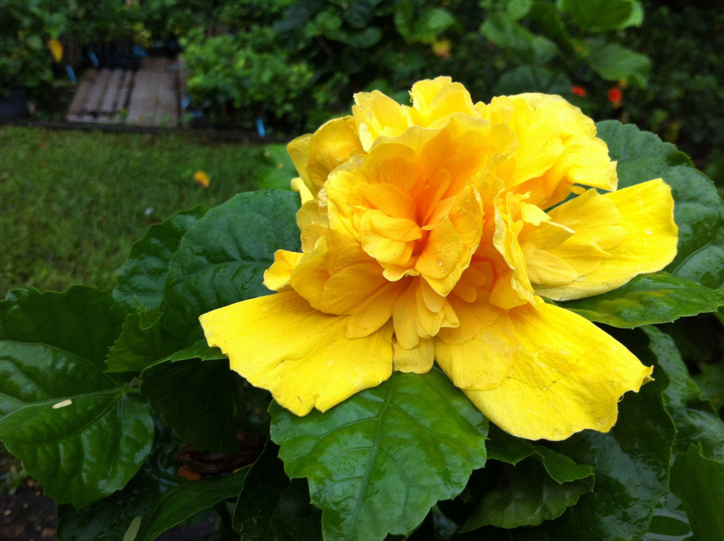 Hibiscus Yellow Standard - View 16 from www redcrocus com