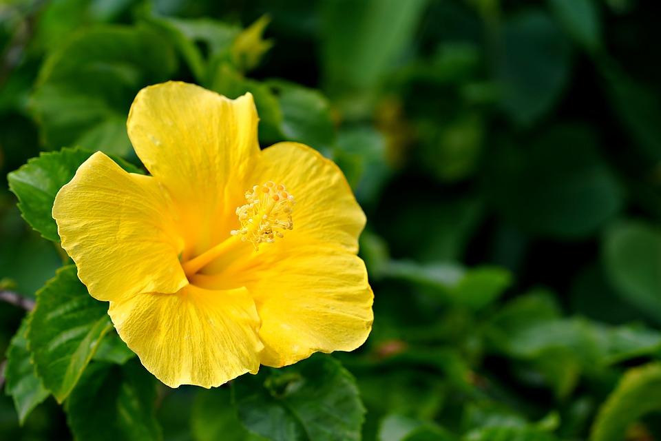 Hibiscus Yellow Standard - View 17 from www redcrocus com
