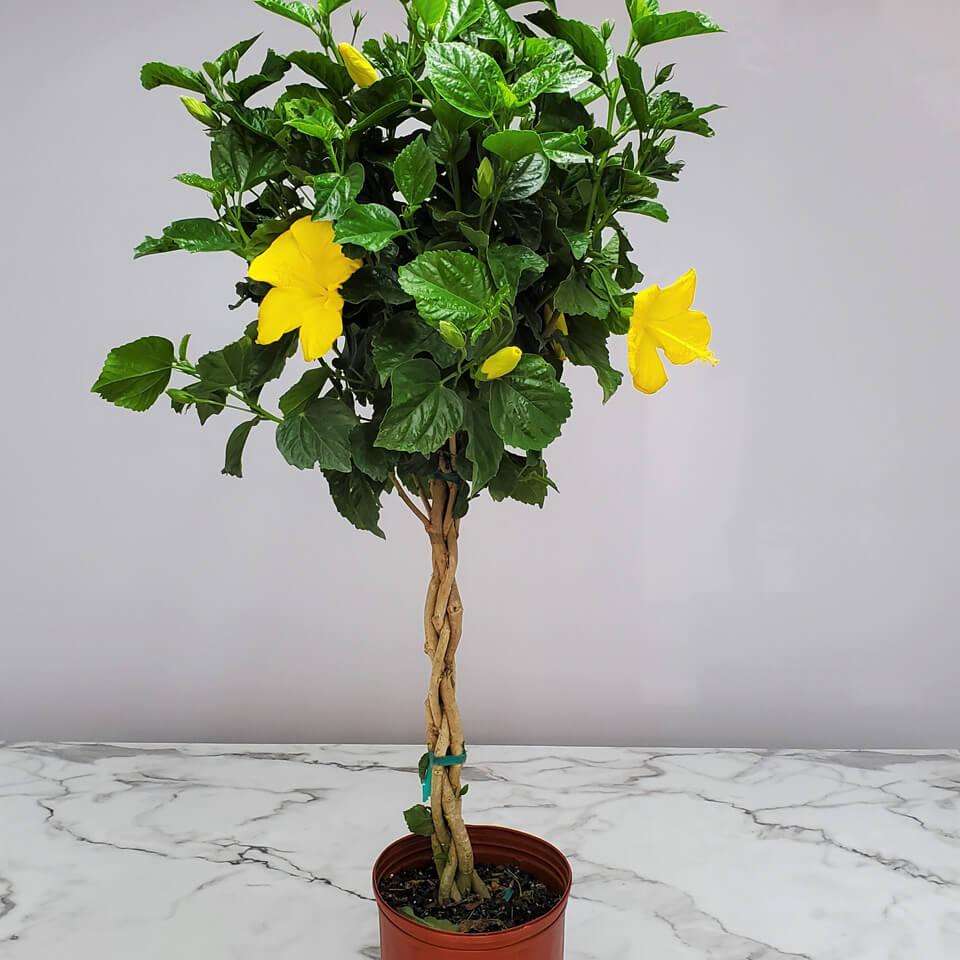 Hibiscus Yellow Standard - View 18 from www redcrocus com