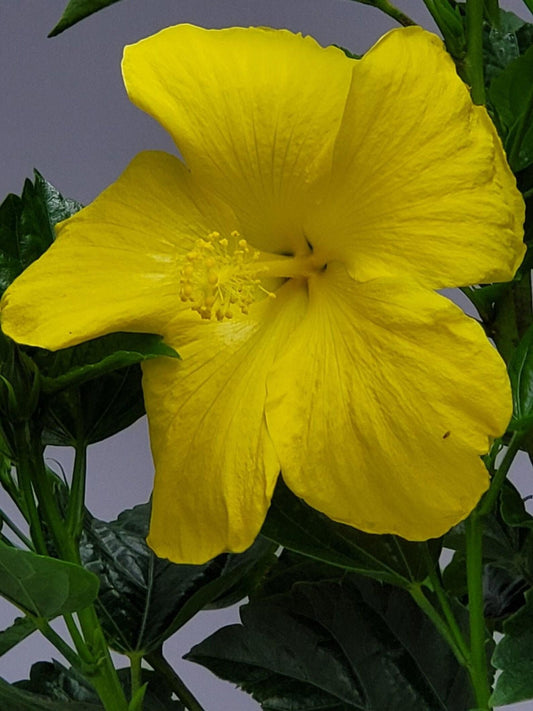 Hibiscus Yellow Standard - View 1 from www redcrocus com