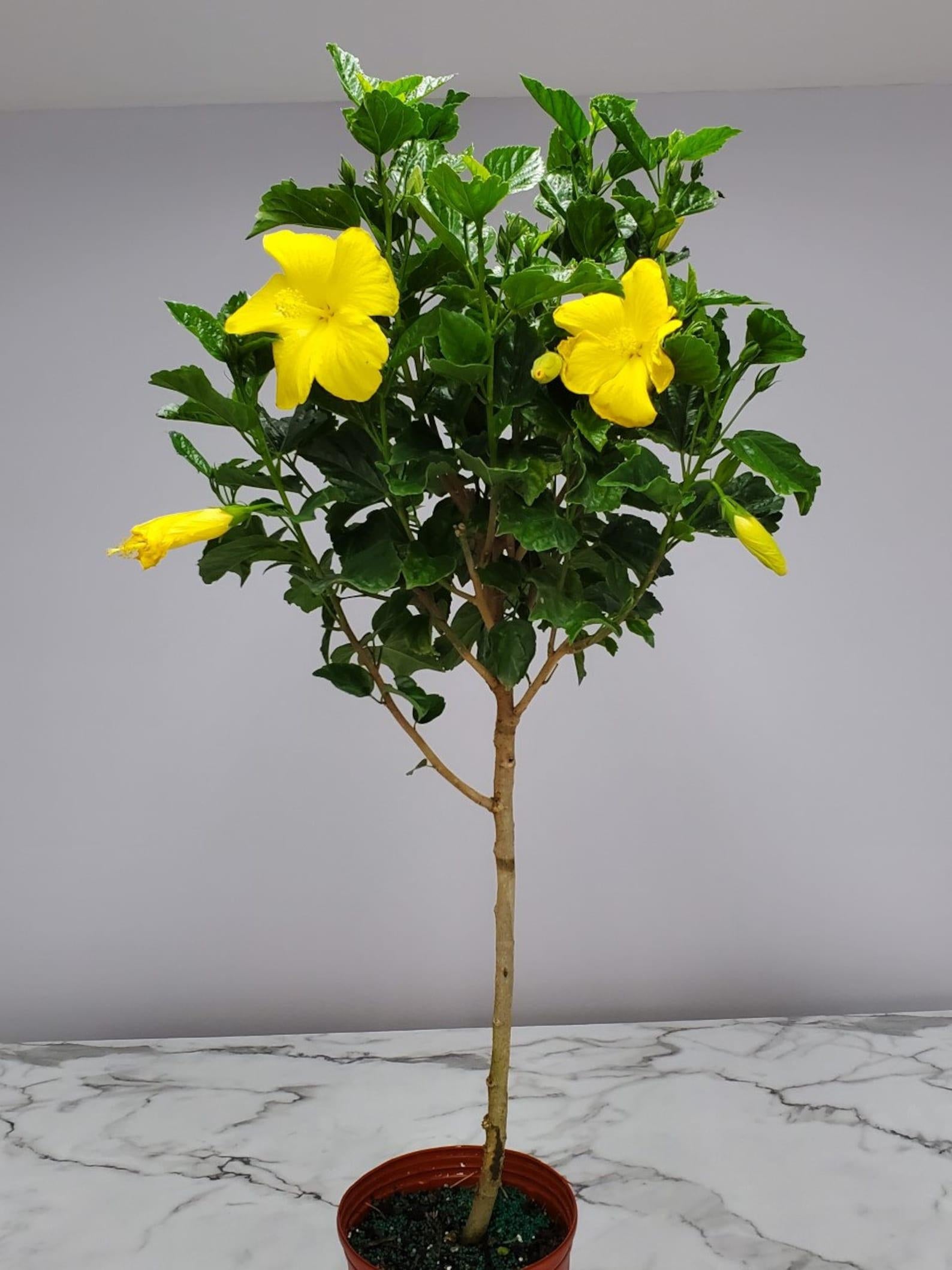 Hibiscus Yellow Standard - View 2 from www redcrocus com