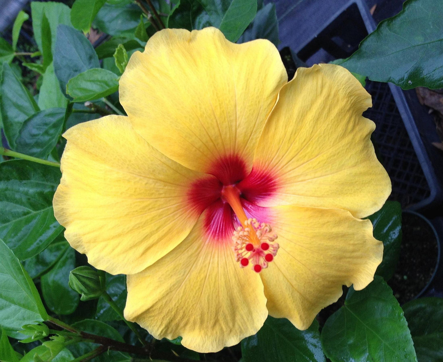 Hibiscus Yellow Standard - View 3 from www redcrocus com