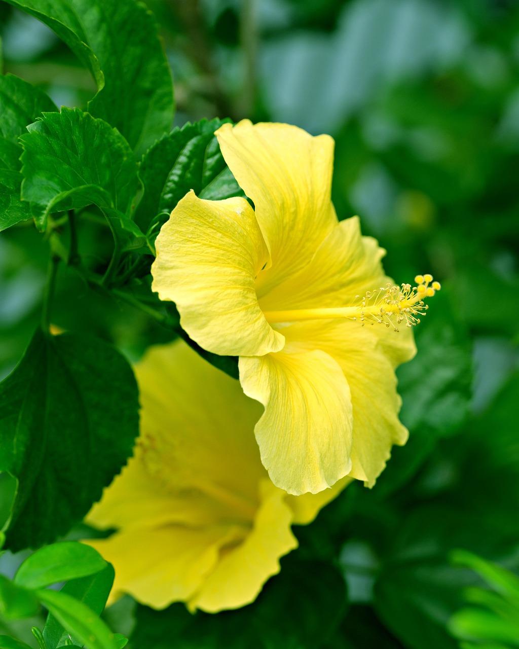 Hibiscus Yellow Standard - View 6 from www redcrocus com