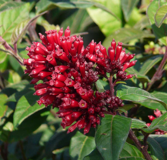 Cestrum Assorted 10 382ff985 6cd3 4170 9839 41e6a57c939b from www redcrocus com