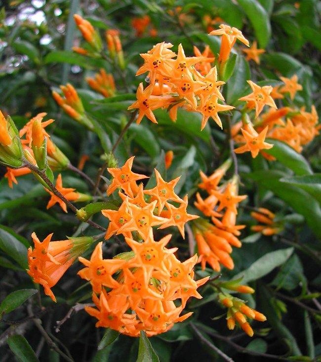 Cestrum Assorted 13 748e98fd 4d08 4454 B506 F7b8d41d82be from www redcrocus com