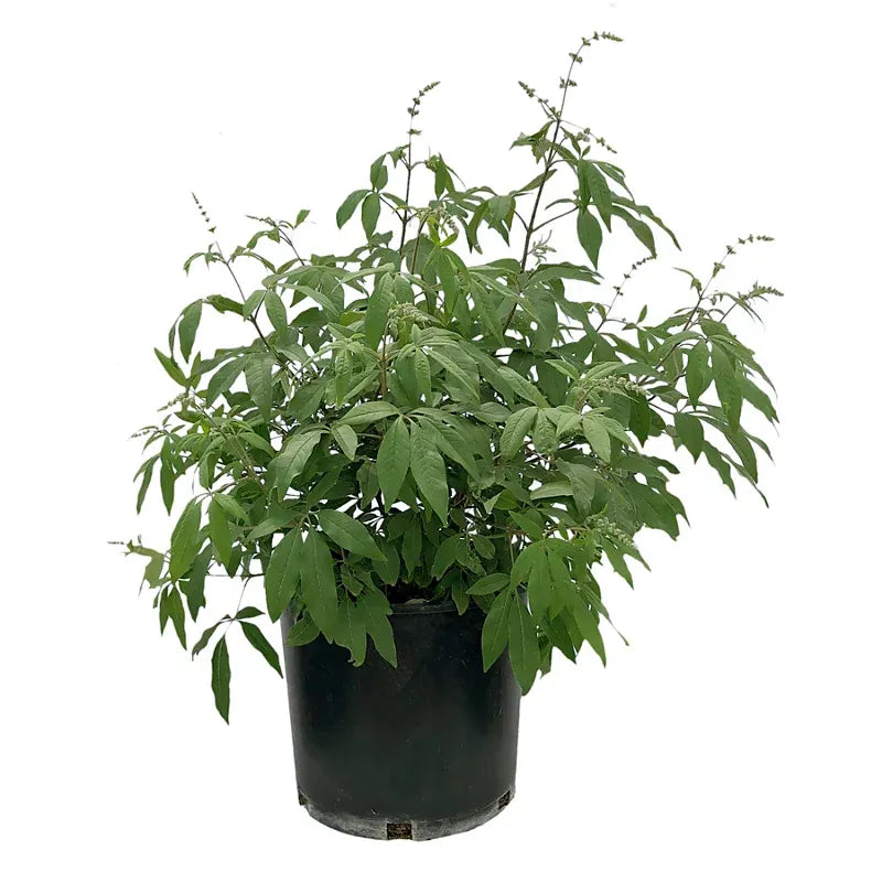 Cestrum Assorted 14 9d099281 83b4 4320 Aa36 F6eeef4acb18 from www redcrocus com