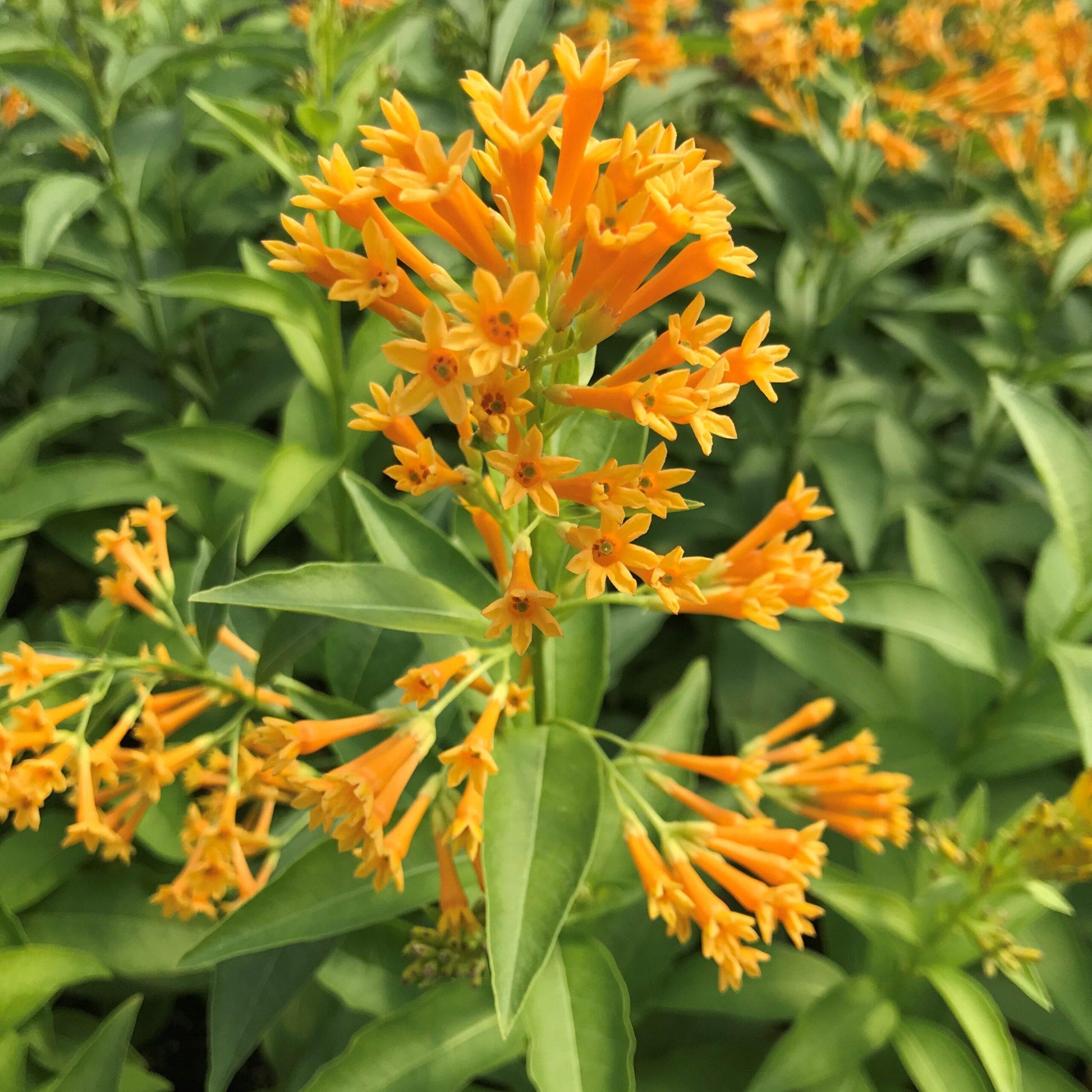 Cestrum Assorted 2 613a5804 Ecbf 47de Be2a 67dcd0fe029f from www redcrocus com