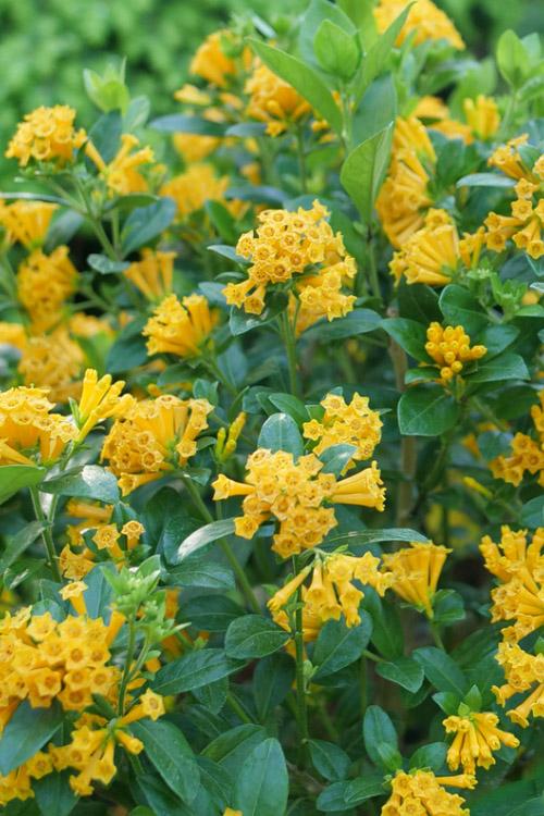 Cestrum Assorted 3 E50324d0 6e6a 4a2a A28b C9350b1b1094 from www redcrocus com
