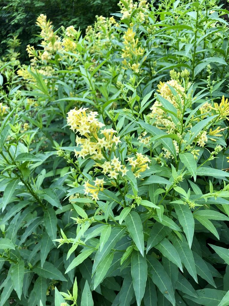 Cestrum Assorted 9 A80c6ec9 A2bf 44c2 9781 Fdade72fa4bb from www redcrocus com