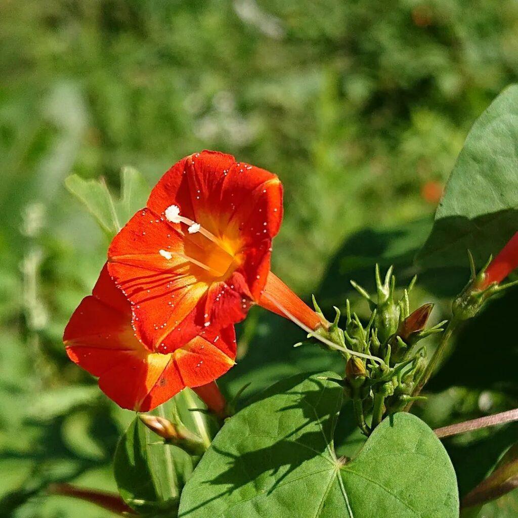 Ipomoea, Assorted, Staked - View 11 from www redcrocus com