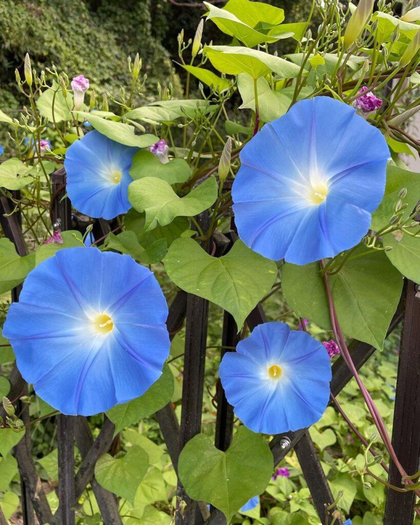 Ipomoea, Assorted, Staked - View 13 from www redcrocus com