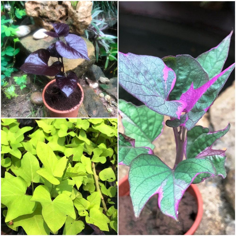 Ipomoea, Assorted, Staked - View 14 from www redcrocus com