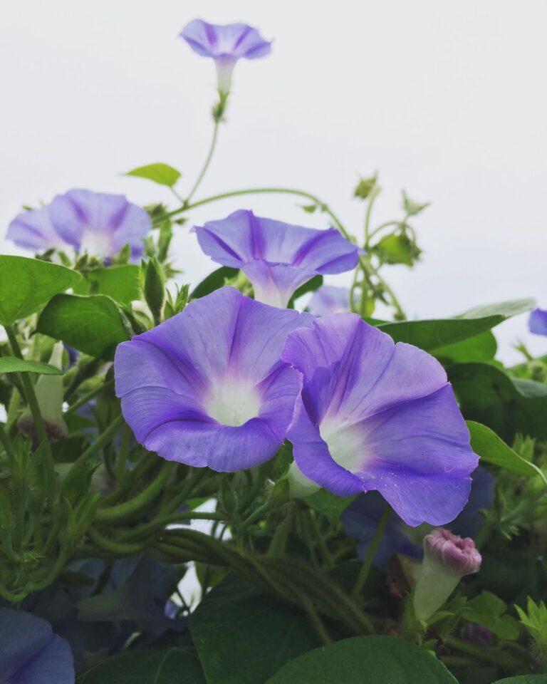 Ipomoea, Assorted, Staked - View 15 from www redcrocus com