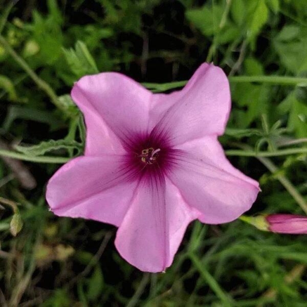 Ipomoea, Assorted, Staked - View 16 from www redcrocus com