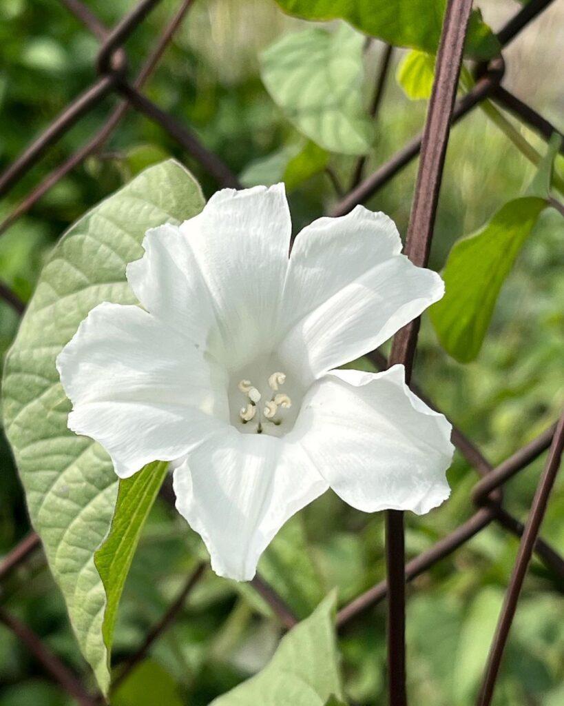Ipomoea, Assorted, Staked - View 3 from www redcrocus com