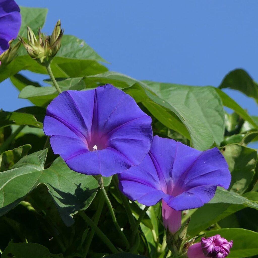 Ipomoea, Assorted, Staked - View 5 from www redcrocus com