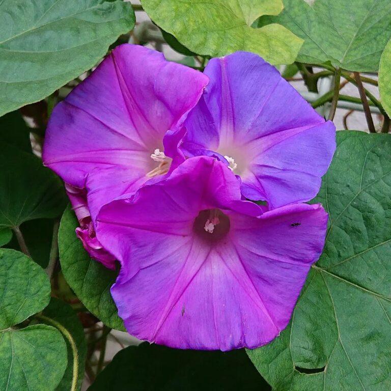 Ipomoea, Assorted, Staked - View 6 from www redcrocus com