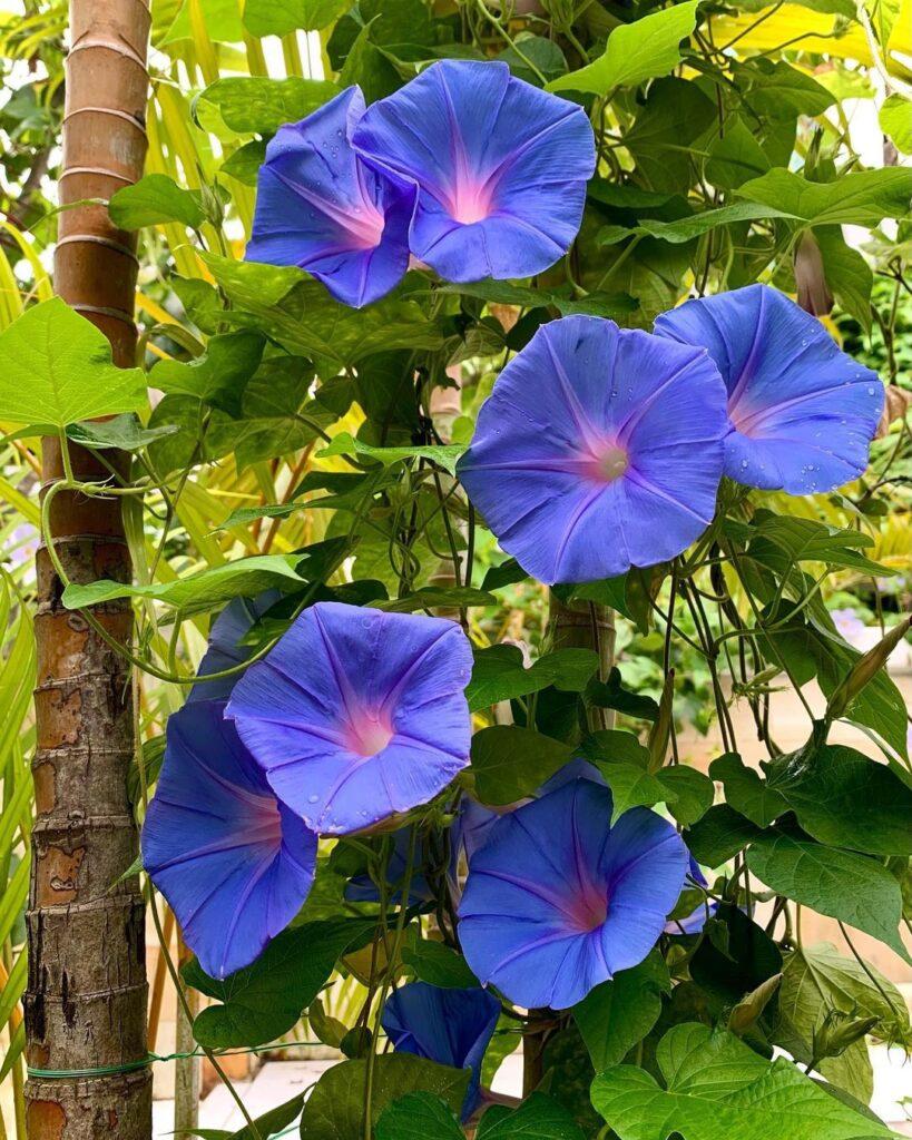 Ipomoea, Assorted, Staked - View 9 from www redcrocus com