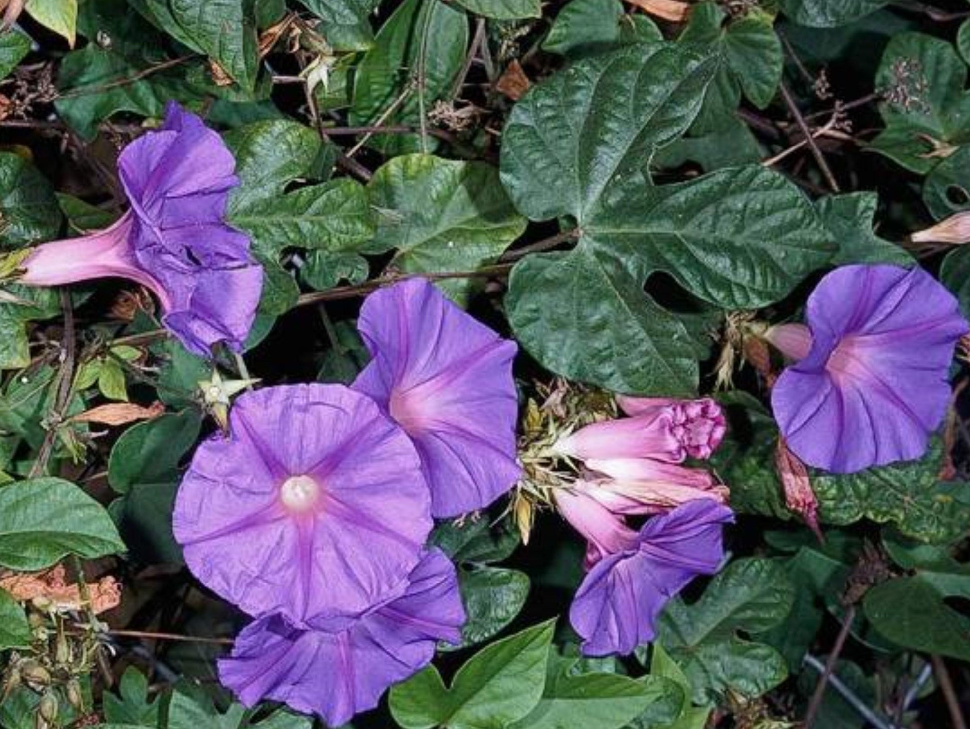 Ipomoea Assorted Staked - View 10 from www redcrocus com