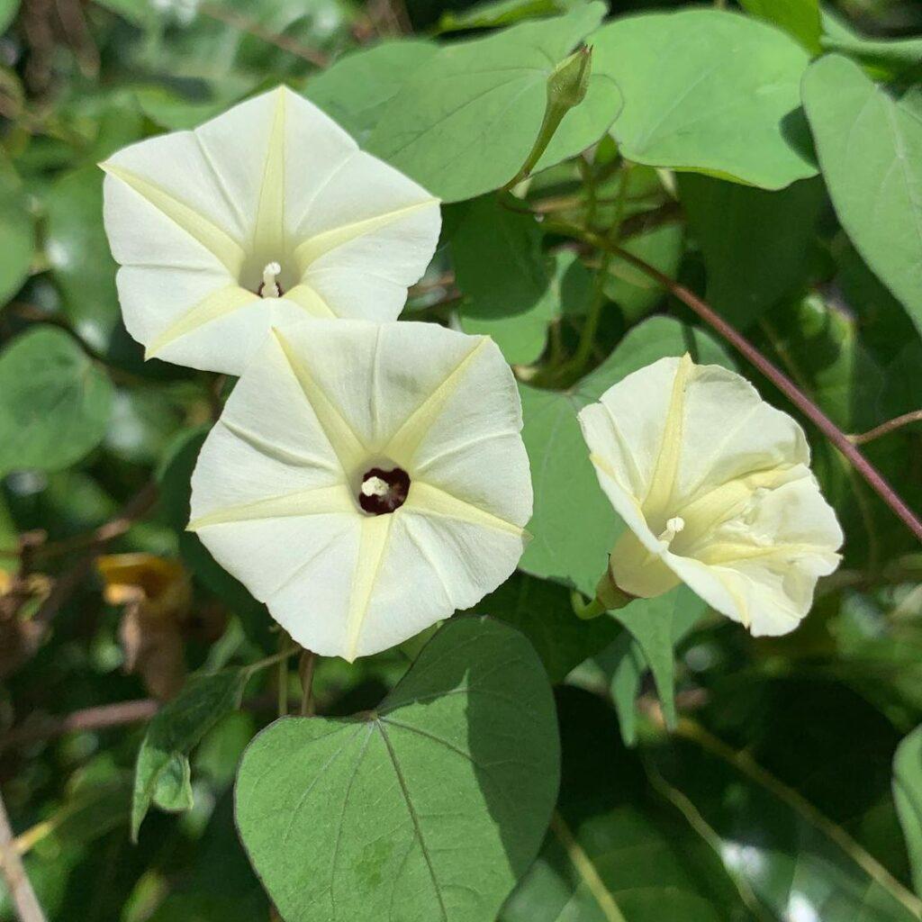 Ipomoea Assorted Staked - View 13 from www redcrocus com