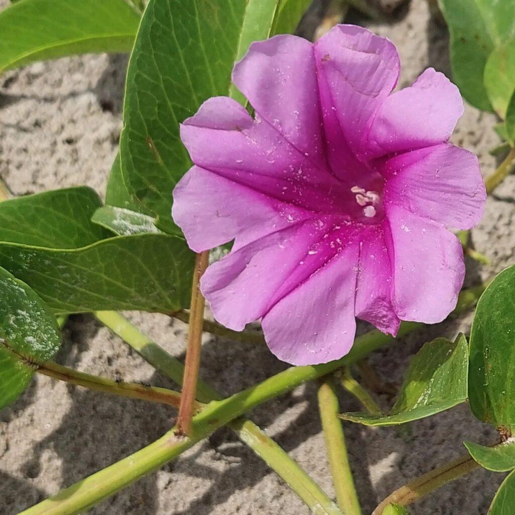 Ipomoea Assorted Staked - View 16 from www redcrocus com