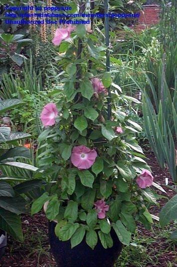 Ipomoea Assorted Staked - View 18 from www redcrocus com