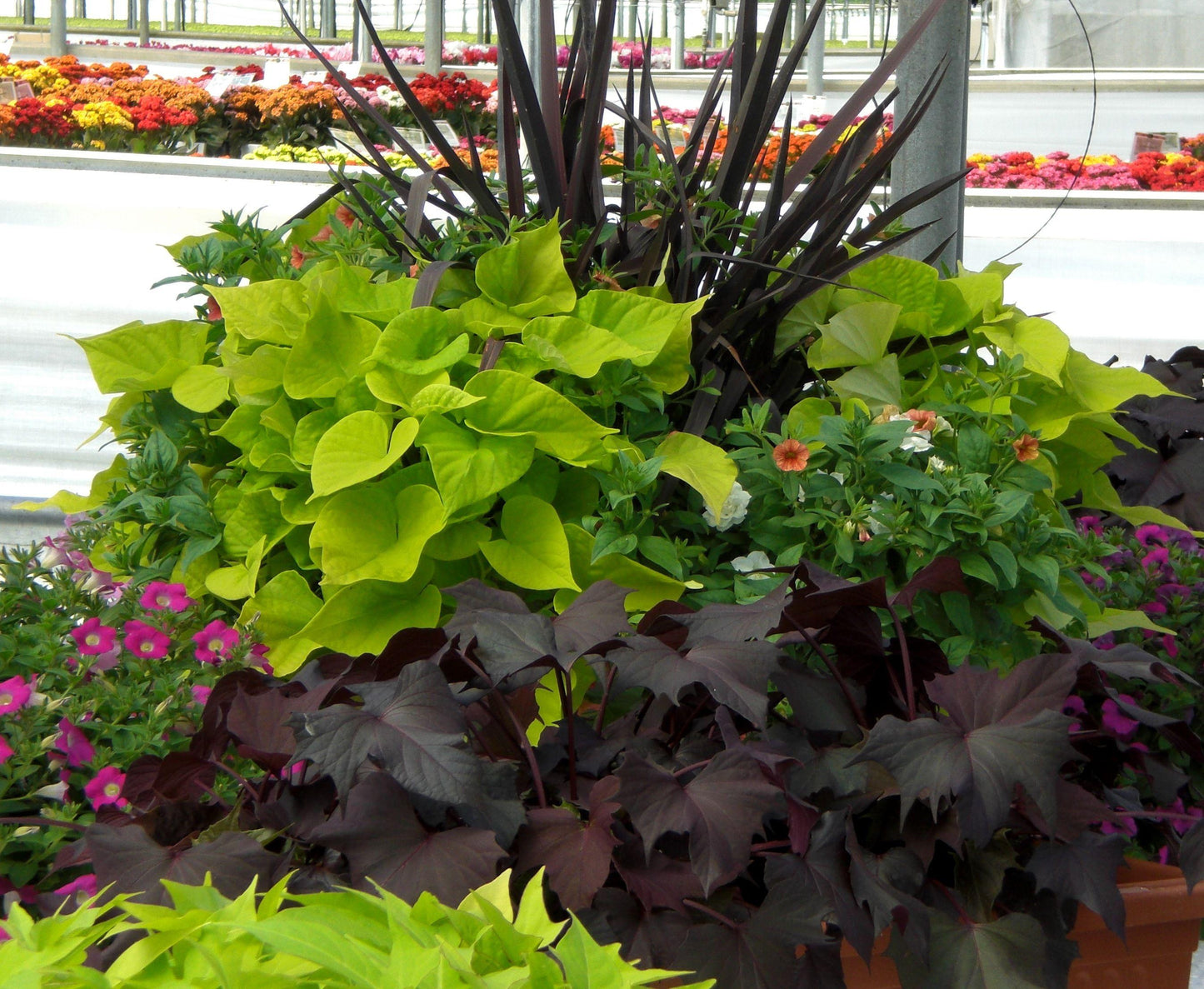 Ipomoea Assorted Staked - View 1 from www redcrocus com