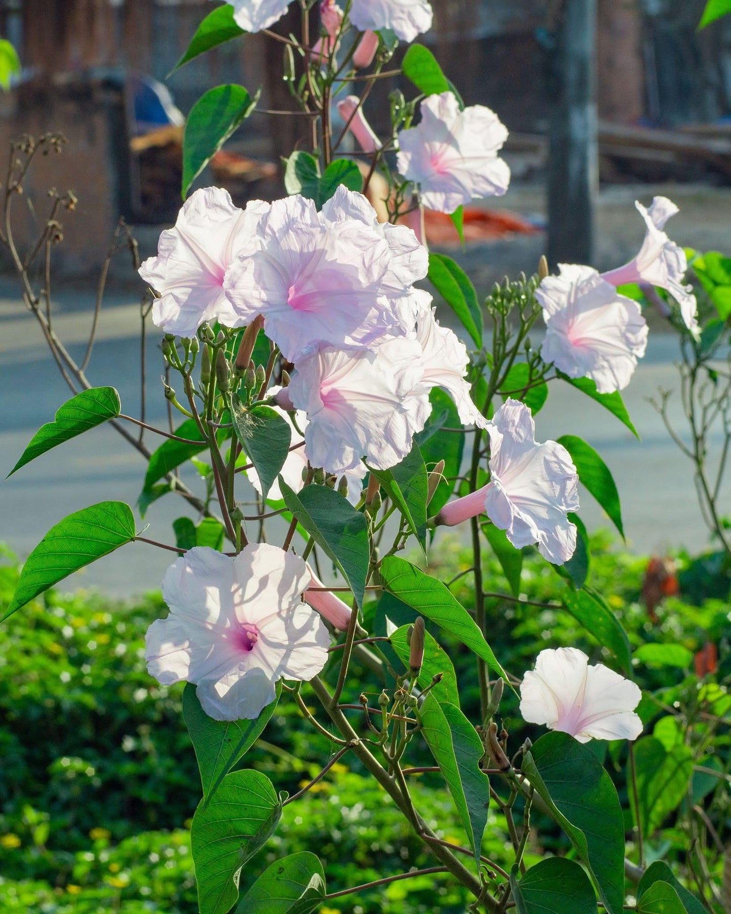Ipomoea Assorted Staked - View 20 from www redcrocus com