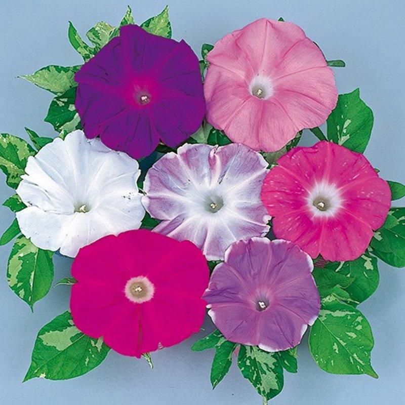 Ipomoea Assorted Staked - View 2 from www redcrocus com
